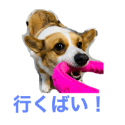 kogi-m