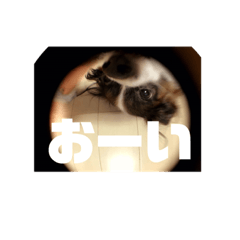 Chi_20200421222017