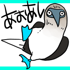Friendly Blue-footed booby Sticker