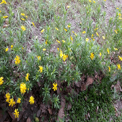 Lovely yellow flowers