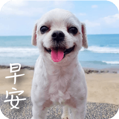 Taiwan Happy Dog 3