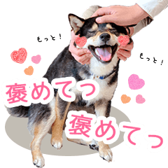 shiba-dog kotaro part2 [COLOR ver.]