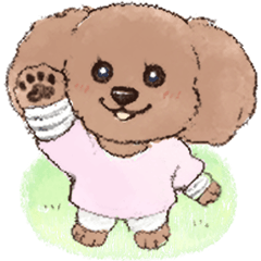 Marukkoinu Toy poodle (brown)