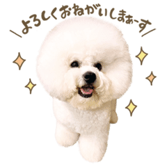 ビションフリーゼ てったマンver Line スタンプ Line Store ビションフリーゼ てったマンver Line スタンプ Line Store