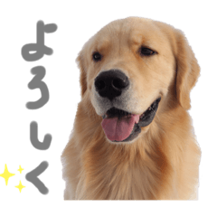 goldenretriever0416