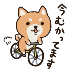 しばいぬさん 日常編 Vol 1 Line スタンプ Line Store しばいぬさん 日常編 Vol 1 Line スタンプ Line Store