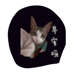 小寶貝哦哦貓咪