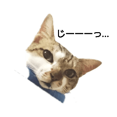 rinrinnokimochi