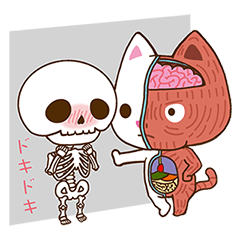 Anatomical model of the kitty's body