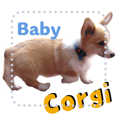 Cute fluffy Welsh Corgi puppy
