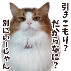 This cat's name is Maron.special ver. 2