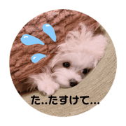 yuki_20200419125045