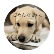 Labradorpappy