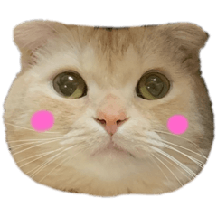 SenaLuna