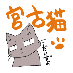 miyako cat