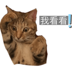 陳咪咪 16p