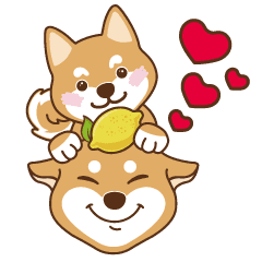 柴犬琦菲與檸檬(幸福篇)