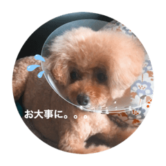 Hana_Shis