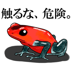 Arrow poison poison frog