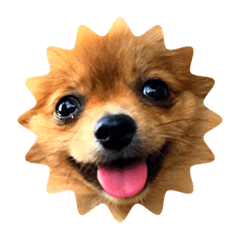 happy happy har074125jpjmug