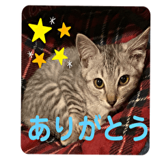 Milk daily stickers