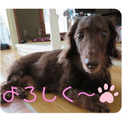chiyo_20200421141021