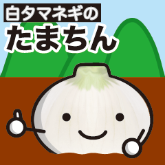 White onion "Tama-chin"