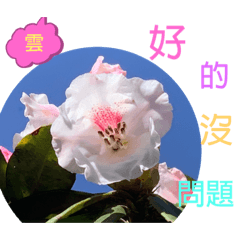 雲❤️貼圖
