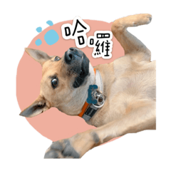 劉小Q的日常