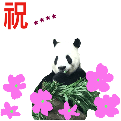 Panda and animal Happy Message