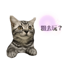 辛巴的日常生活