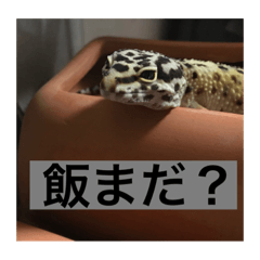 hungry Leopard gecko tiko