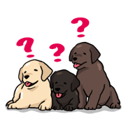 Puppies of Labrador Retriever