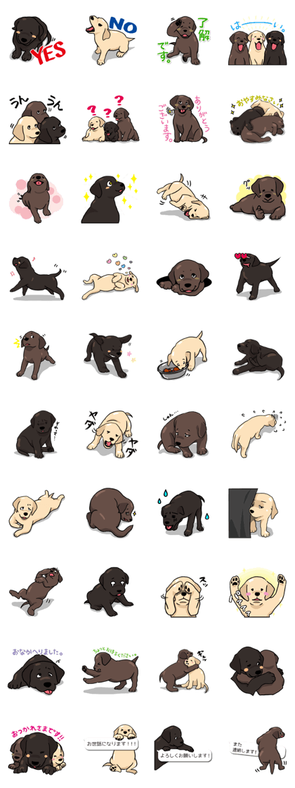 Puppies of Labrador Retriever