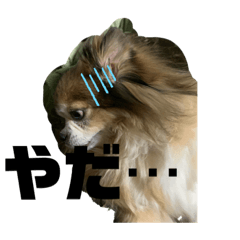 chachaayumi20200421a1