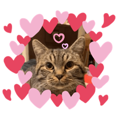 兩隻小狗一隻喵