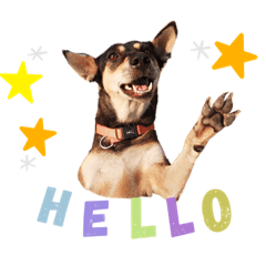 KAIMOOK THE DOG