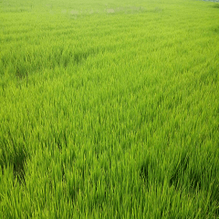 Verdant rice fields