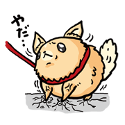 Muscle Chihuahua1