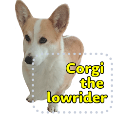 Corgi the fluffy lowrider 3