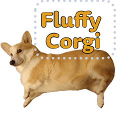 Corgi the fluffy lowrider 1