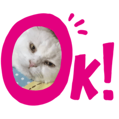Mimipersianwhitecatandme