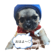 yumekokone