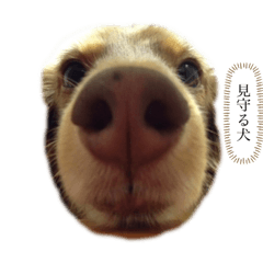 ichigochan0118