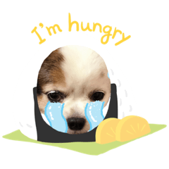 狗兒生活