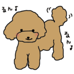 Three brothers of toy poodle