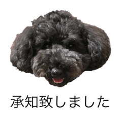 polite toy-poodle