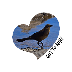 Great-tailed Grackle Talking