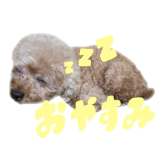 トイプードルのハッピーちゃん