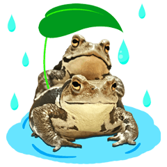 Toad Brothers